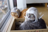 Chải ra cả tấn lông thừa, cặp vợ chồng hô biến chúng thành những chiếc mũ siêu đáng yêu cho mèo nhà mình