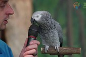 Kỳ lạ con vẹt biết bắt chước hơn 200 thứ tiếng, được mệnh danh là con vẹt thông minh nhất thế giới