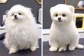 Loạt ảnh minh chứng sự khác biệt sau khi "cắt tóc" cho cún cưng: cứ như kiểu vừa nuôi thêm một em chó mới toanh vậy!