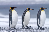 Nghiên cứu mới: Phân chim cánh cụt tạo ra khí gây cười, hít thở không khí trong khu vực thôi cũng đủ "quặn ruột"