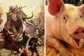 Người La Mã từng dùng "lợn lửa" để chiến đấu?
