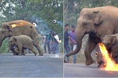 Thêm hình ảnh gây phẫn nộ tột cùng: Mẹ con nhà voi vào làng xin ăn, bị dân ném cầu lửa và đá xua đuổi không thương tiếc