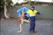 Ngứa cựa, chú kangaroo gạ kèo boxing với anh công nhân, tung "Nộ Long Cước" liên tục và cái kết đắng lòng