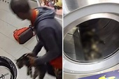 Phát hiện xác 3 con mèo trong máy giặt công cộng, camera soi ra hành động vô nhân đạo của gã đàn ông và cái giá phải trả thích đáng