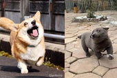 Bên Nhật có 1 idol chó mang biểu cảm y hệt Nguyễn Văn Dúi, chỉ khác mỗi giống và màu lông