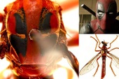 Úc: Giới khoa học đặt tên các loài côn trùng mới theo Stan Lee và nhiều siêu anh hùng của Marvel