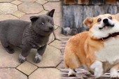 Gensaku: Idol mới nổi của làng chó Nhật, đáng yêu không kém Nguyễn Văn Dúi