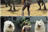 Cười nghiêng ngả trước bộ ảnh photoshop các cảnh phim kinh điển thành chó Samoyed của nam thanh niên người Úc