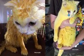 Chữa nấm bằng bột nghệ, bé mèo trắng trẻo bị nhuộm thành Pikachu