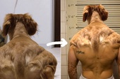 Internet thích thú với bức ảnh chụp chú chó từ đằng sau, trông như 1 anh thanh niên vai u bắp thịt vạm vỡ