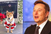 Đăng bức ảnh vu vơ về chó, Elon Musk khiến giá của 1 đồng "coin rác" tăng hàng trăm lần