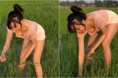 Hớ hênh vòng một gợi cảm khi đi thu hoạch lúa, bà Tưng bất ngờ gặp vô số chỉ trích