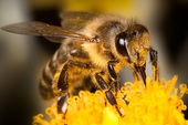 Ong có thể phát hiện người dương tính với COVID-19 chỉ trong vài giây, thậm chí cả khu vực có virus SARS-CoV-2 trong không khí