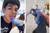 Liếm sứa xanh chứa chất kịch độc để câu view trên TikTok, nam thanh niên khiến người xem rùng mình và cái kết