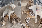 Chó nuôi hổ, cho bú tận tình tới khi lớn và cái kết khiến cộng đồng mạng bất ngờ