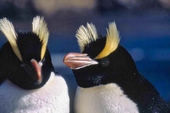 Đau đầu giải mã hành vi kỳ quái của chim cánh cụt New Zealand: Luôn "chê" và bỏ luôn trứng đầu, chỉ ấp trứng sau
