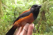 Pitohui: Loài chim duy nhất trên hành tinh được ghi nhận là có độc