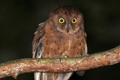 Phát hiện ra loài cú mèo Scops-Owl mới ở Châu Phi
