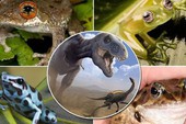 Tại sao loài ếch có thể sống sót sau khi tiểu hành tinh quét sạch sự sống của loài khủng long?