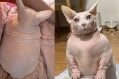 Lại đến mèo béo ú bị "trúng ngải heo" khiến netizen không khỏi xuýt xoa