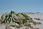 "Bạch tuộc" sa mạc: Sống tới hơn 3.000 năm tuổi, giữ bí mật trường sinh loài người mơ ước