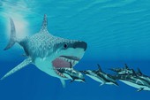 Giải mã lý do cá mập Megalodon bị tuyệt chủng, liệu có liên quan đến cá mập trắng?