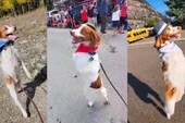 Dexter - Chú chó gây hiếu kỳ khi có thể đi hai chân như con người