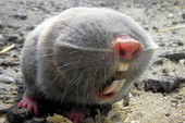 Vì sao chuột chũi mù được coi là một trong những sinh vật kỳ lạ nhất trên Trái đất?