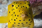 Vì sao loài cá nóc hòm vàng có thể bơi với cơ thể hình hộp vuông vức?
