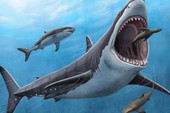 Cá mập megalodon là loài máu nóng