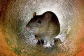 Nếu chuột hoàn toàn biến mất trên Trái Đất, con người sẽ gặp phải rắc rối lớn