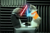 Gặp gỡ chú mèo Star Wars siêu dễ thương
