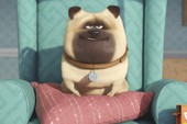 The Secret Life of Pets - Hoạt hình 3D cực vui nhộn về các loài thú cưng