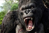Phim 'King Kong' phần 2 chuẩn bị quay tại Việt Nam
