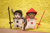 Đến thăm quán cafe mèo cosplay cực dễ thương tại Nhật Bản