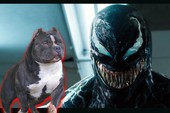 Comics Trivia: Hung bạo là thế nhưng Venom cũng có lúc "chịu nhục" bị ném một con chó vào mắt