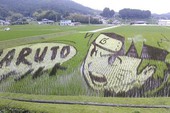 Biến ruộng lúa thành những "bức tranh" hoạt hình Anime, chỉ có thể là người Nhật Bản!