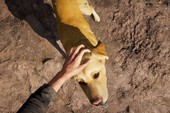 Chỉ bổ sung một tính năng nhỏ nhưng Far Cry 5 đã trở thành tựa game tuyệt vời nhất thế giới với hội yêu chó