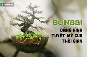 Tuyệt tác bonsai Nhật giá "cắt cổ" 3,8 tỷ đồng trông như thế nào?
