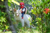 Spider-Man cùng "boss mèo" yêu thương nhau phiêu lưu khắp thế gian