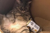 Mèo bố béo phì tranh ăn hết phần con, ông bà chủ liền nghĩ ra cách cực hay giúp nó giảm cân