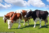 Nghịch lý trớ trêu: Hàng loạt học sinh tiểu học ở Anh tin rằng bò... đẻ ra trứng gà