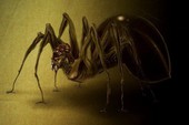 Siêu nhền nhện Anansi: Vị thần ranh ma trong thần thoại châu Phi