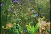 AquaLife - Nuôi "cá 3D" đầy hấp dẫn
