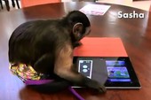 Choáng với cảnh chú khỉ cũng biết chơi game