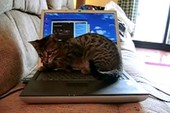 Chú mèo tắt máy tính ngăn cản chủ chơi game