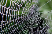 Tại sao loài nhện lại không bị mắc vào lưới của chính chúng 