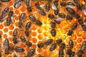Ong mật được dùng để phát hiện bom?