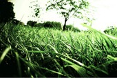 [Wallpaper] Tươi mát trên đồng cỏ xanh