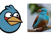 Angry Birds có thật ở ngoài đời?
